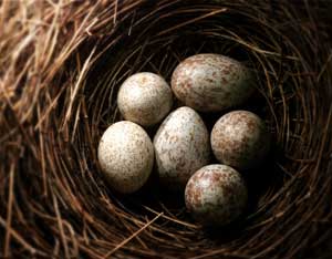 Duck, Duck, Goose Eggs! Image